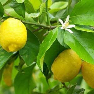 Citrus Supplies